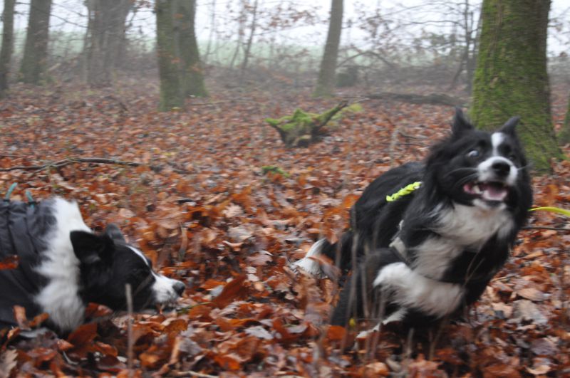Körpersprache des Hundes
