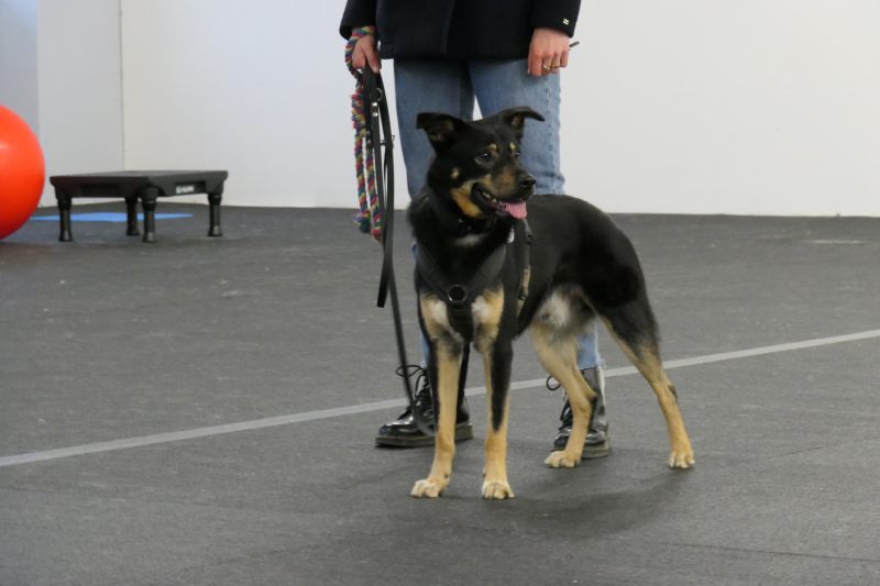 Basistraining