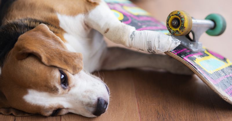 Erste Hilfe am Hund