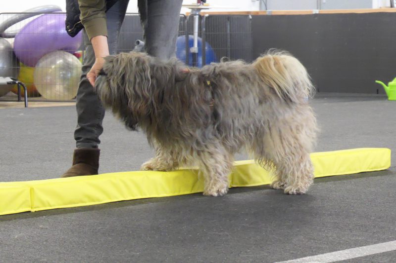 Crossdogging Einstiegskurs (Kleine Hunde)