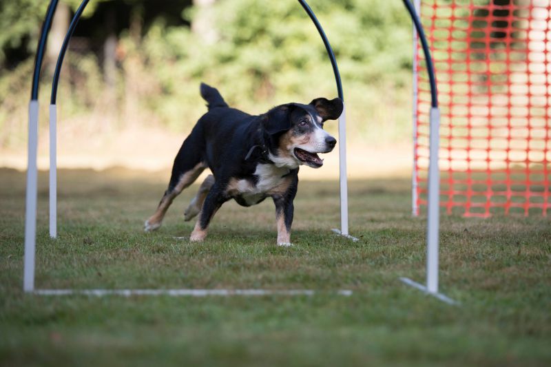 Hoopers Agility