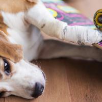Erste Hilfe am Hund
