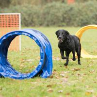 Hoopers Agility